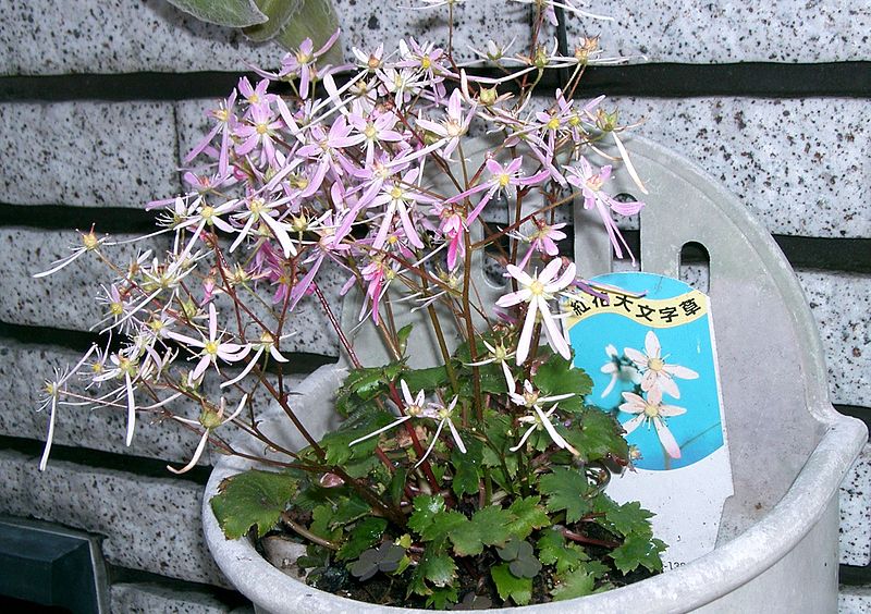 File:800px-Saxifraga fortunei cv2.jpg