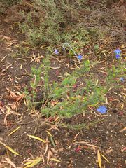 File:180px-IMG 7113 hunt09jun.jpg