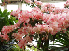 File:240px-RhododendronSimsiiFlowers2.jpg