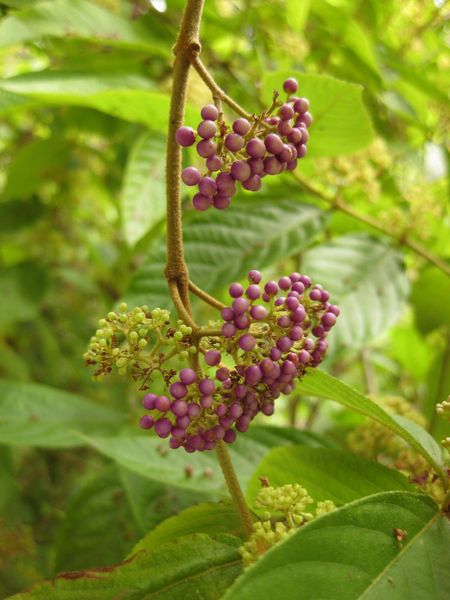 File:450px-IMG 7241 hunt09jun.jpg