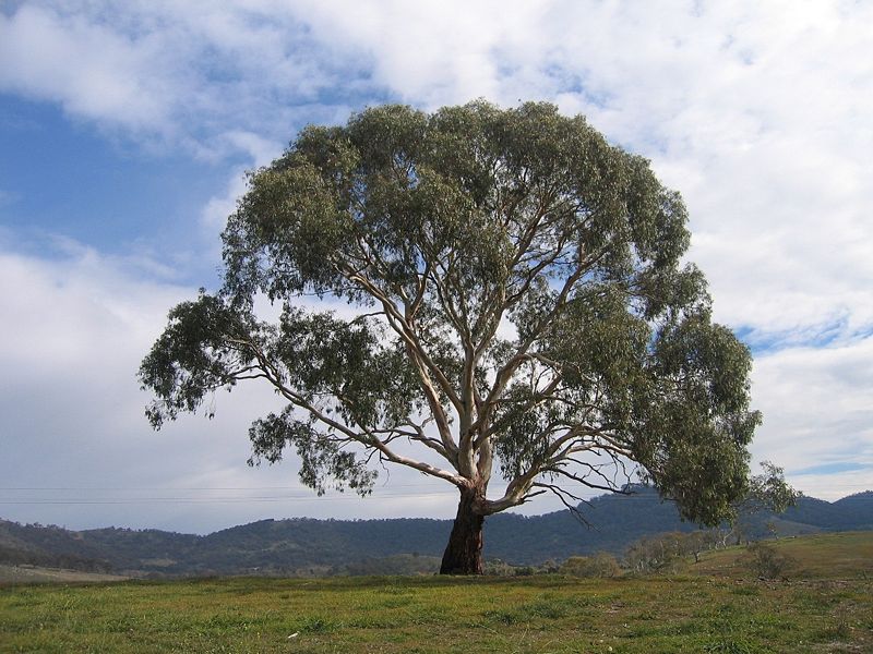 File:800px-Eucalyptus rubida.jpg