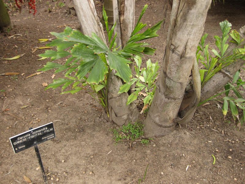 File:800px-IMG 3894 hunt0904.jpg