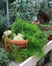 File:180px-Bowiea volubilis - Buffalo Botanical Gardens.jpg