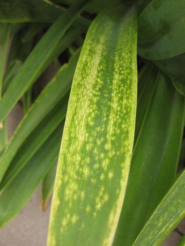 File:360px-IMG 6832 hunt09jun.jpg