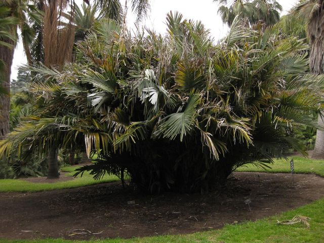 File:640px-IMG 4085 hunt0904.jpg