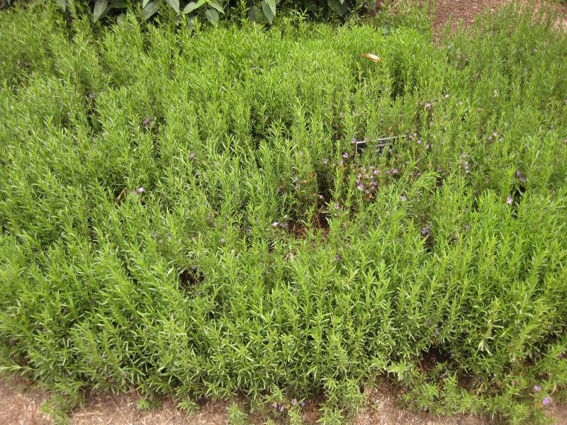 File:800px-IMG 7119 hunt09jun.jpg