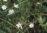 File:200px-Stellaria graminea eF.jpeg