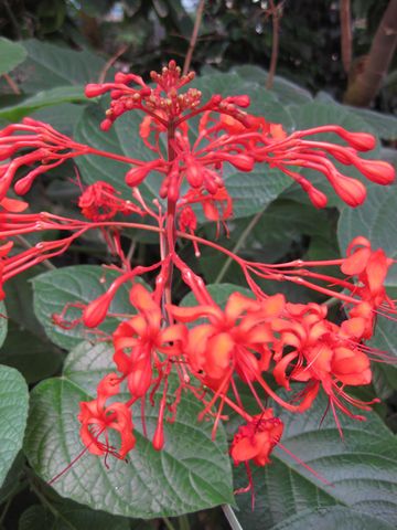 File:360px-IMG 1705 hunt09oct.jpg