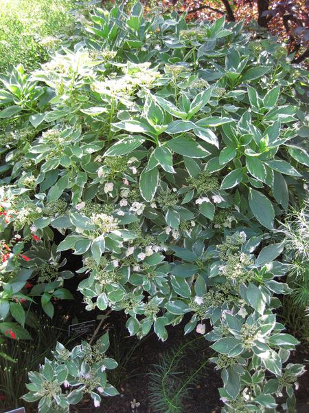 File:450px-IMG 0025 nybg09.jpg