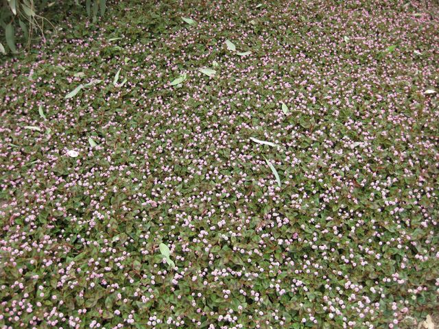 File:640px-IMG 4802 hunt0904.jpg