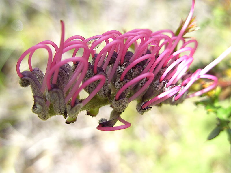 File:800px-Grevillea acanthifolia.jpg