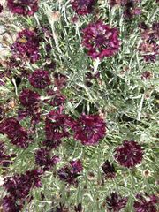 File:180px-IMG 7669 hunt09jun.jpg