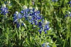 File:240px-Bluebonnets.jpg
