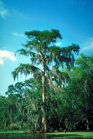 File:320px-Bald cypress Atchafalaya Basin.jpg