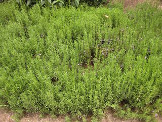 File:320px-IMG 7119 hunt09jun.jpg