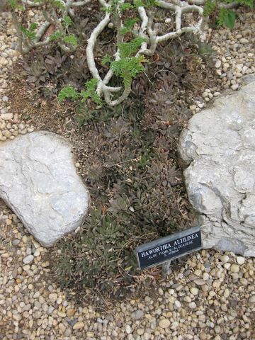 File:360px-IMG 1271 bbg09.jpg