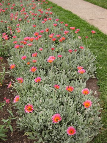 File:360px-IMG 6853 hunt09jun.jpg