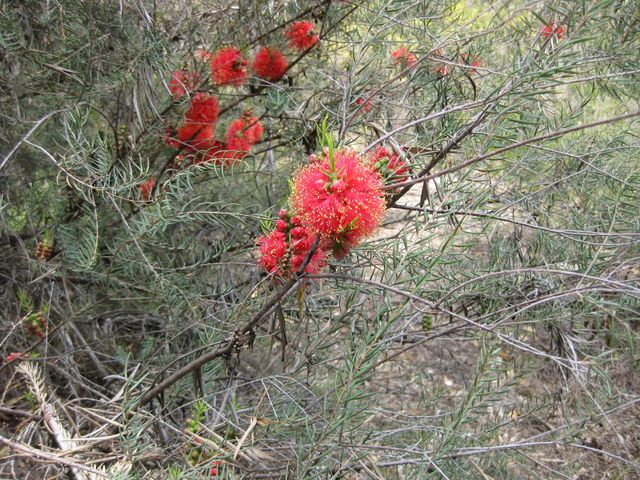 File:640px-IMG 4571 hunt0904.jpg