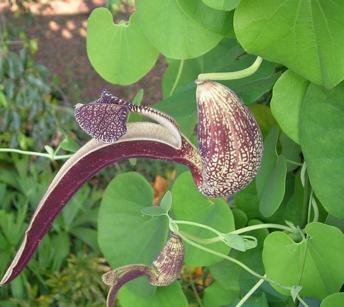 File:671px-Aristolochia sp.jpg