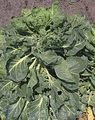 File:190px-Spruitkool (1).jpg