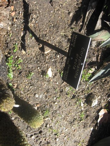 File:360px-IMG 2171 hunt0903.jpg