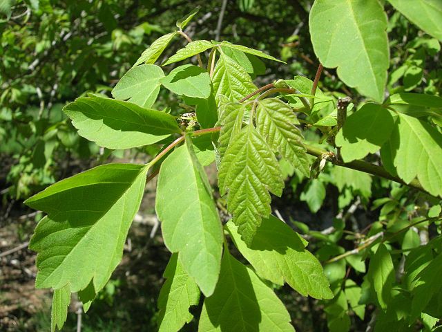 File:640px-Acer negundo californicum Tehachapi.jpg