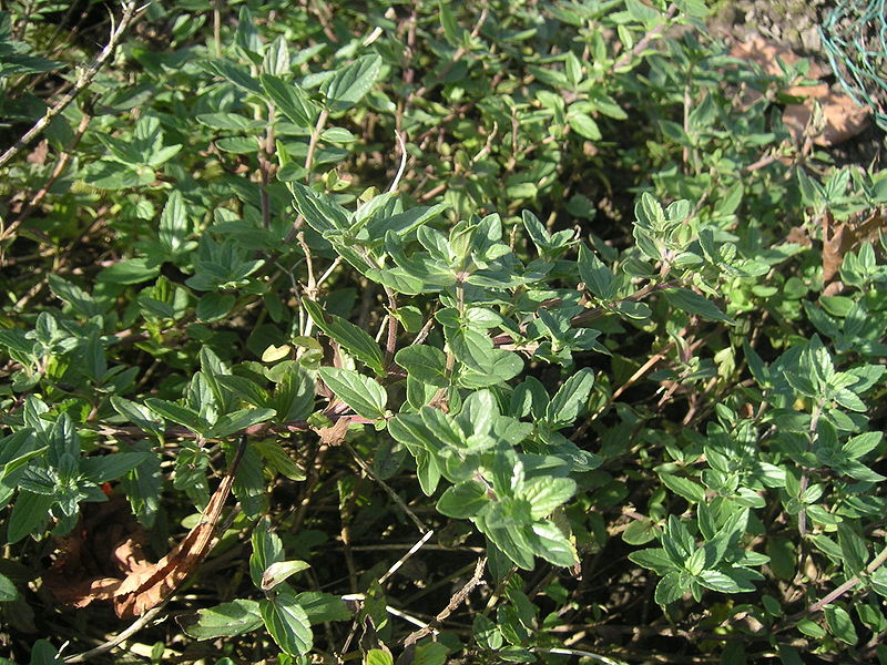 File:800px-Scutellaria alpina habit.jpg