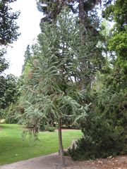 File:180px-IMG 4465 hunt0904.jpg