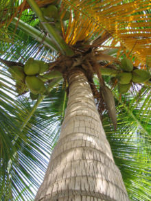 File:220px-Palm Tree.jpg