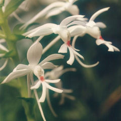 File:240px-Calanthe-triplicata.jpg