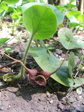 File:360px-Asarum caudatum 1.jpg