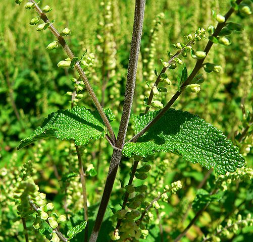 File:501px-Teucrium scorodonia Crispum 1.jpg