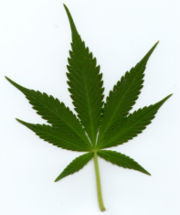 File:180px-Indica leaf.jpg