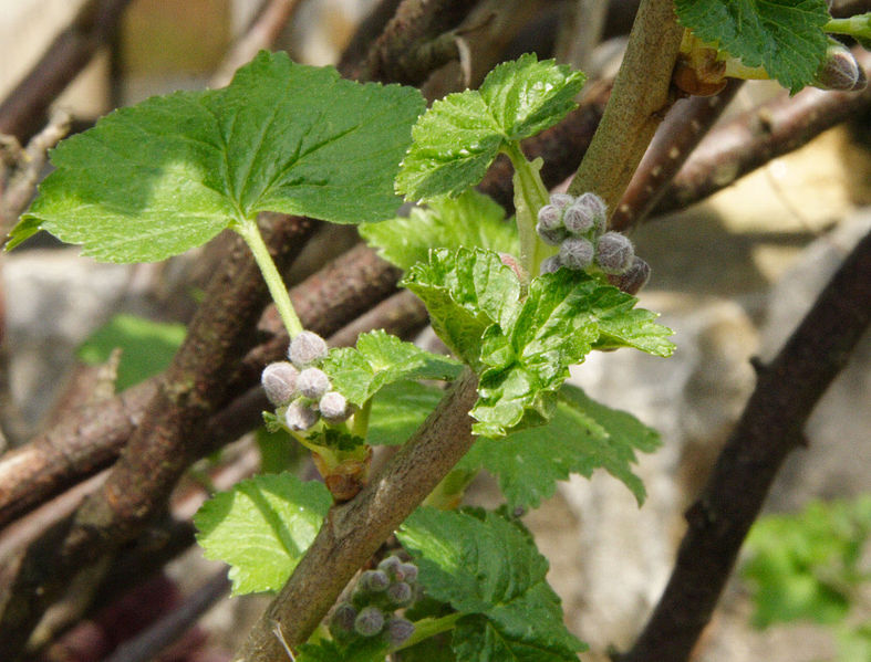 File:787px-Ribes nigrum (knospend).jpg
