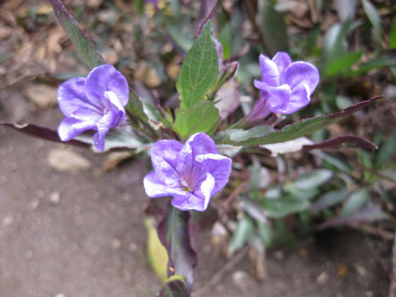 File:800px-IMG 4949 hunt0904.jpg