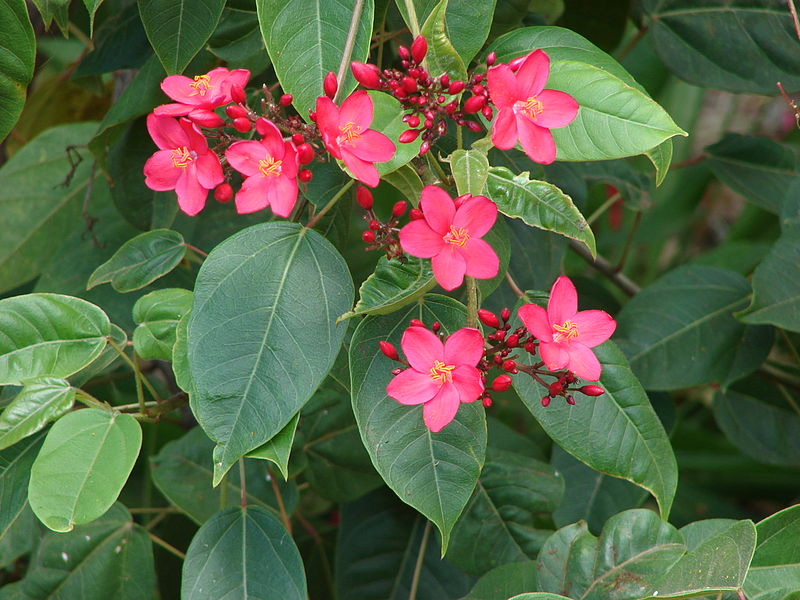File:800px-Starr 070405-6823 Jatropha integerrima.jpg