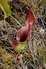 File:159px-Murud N. lowii 30.jpg