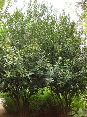 File:180px-IMG 7084 hunt09jun.jpg