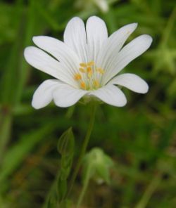 File:250px-Greater Stitchwort close 800.jpg