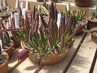 File:320px-PICT8942-Stapelia-leendertz.jpg