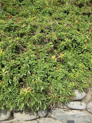 File:360px-IMG 4499 hunt0904.jpg