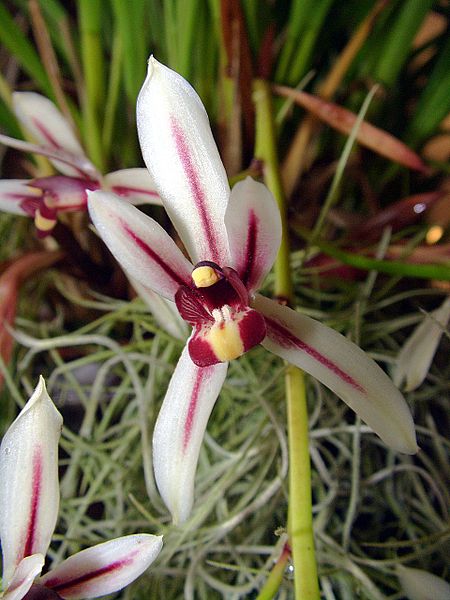 File:450px-Cymbidium dayanum Orchi 04.jpg