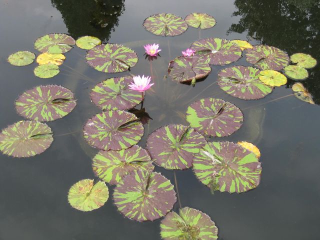 File:640px-IMG 0759 bbg09.jpg