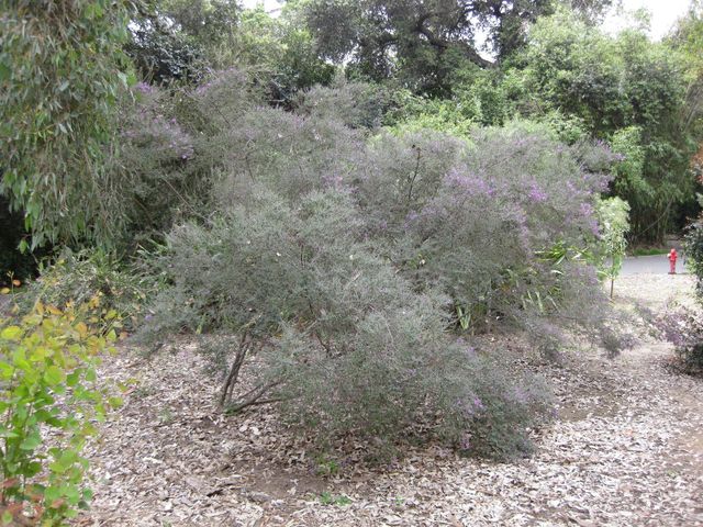 File:640px-IMG 4695 hunt0904.jpg