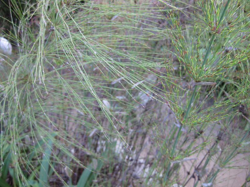 File:800px-IMG 2692 ucla09.jpg