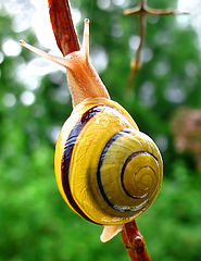File:185px-Snail-WA edit02.jpg
