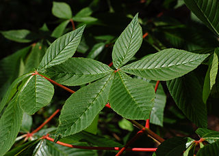 File:320px-Red Buckeye Aesculus pavia Leaf Cluster 2800px.jpg