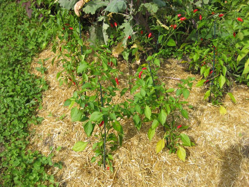 File:800px-IMG 0618 bbg09.jpg