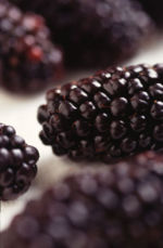 File:150px-Black Butte blackberry.jpg