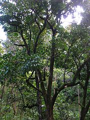 File:179px-Starr 050107-2812 Syzygium malaccense.jpg